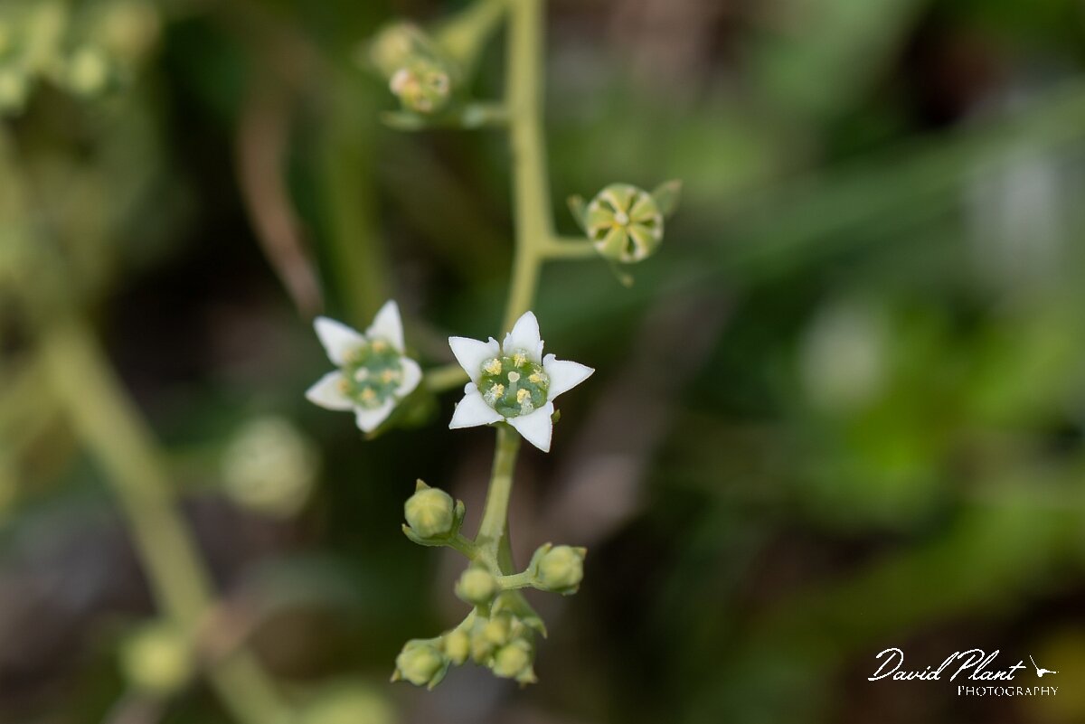 David Plant Photography - Wildlife Photography - Bastard toadflax - A.jpg - Bastard toadflax, Thesium humifusum - Wiltshire
