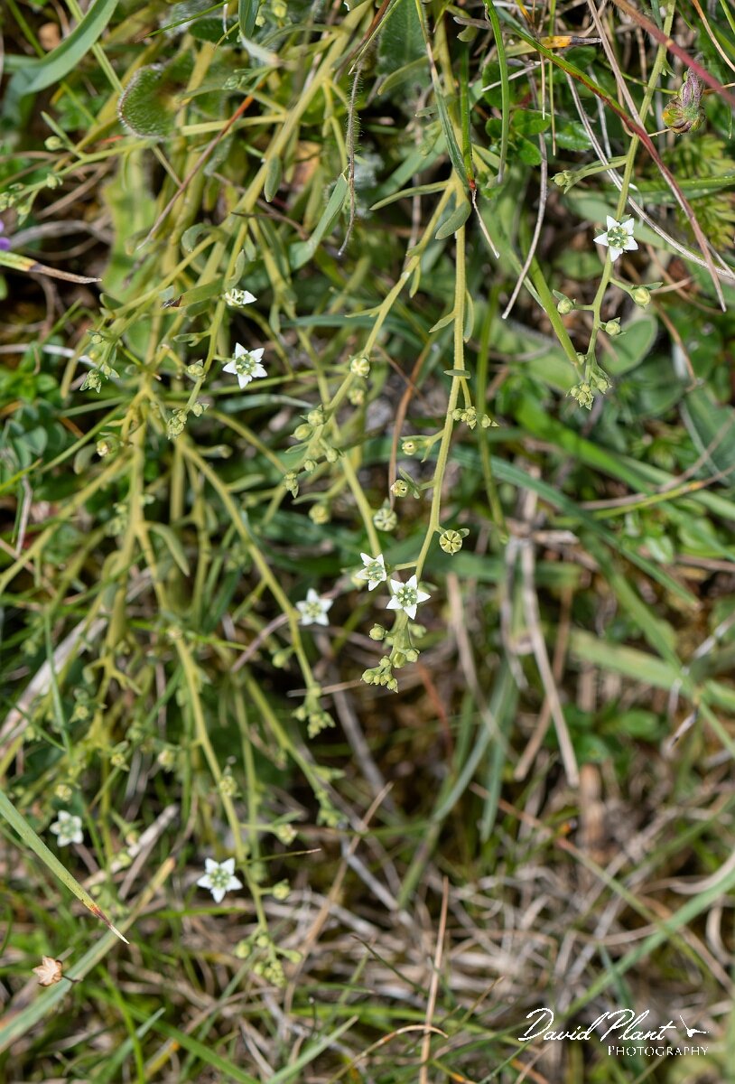 David Plant Photography - Wildlife Photography - Bastard toadflax - B.jpg - Bastard toadflax, Thesium humifusum - Wiltshire