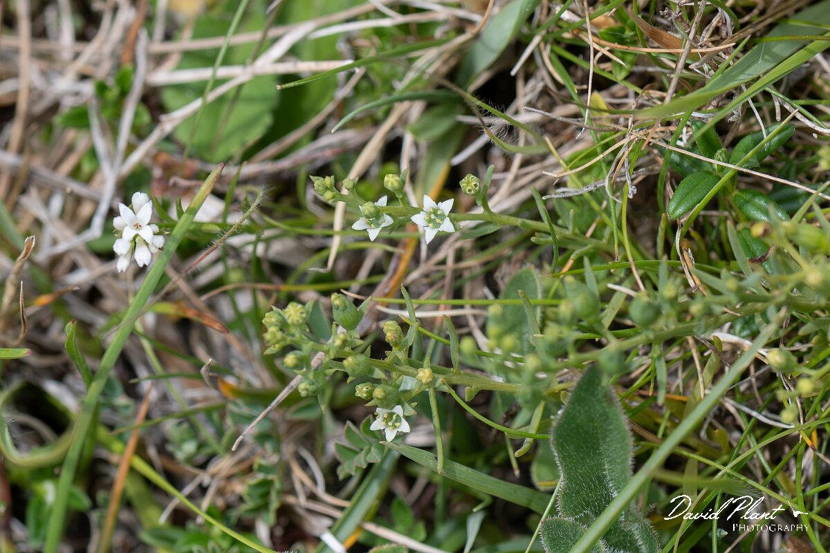 David Plant Photography - Wildlife Photography - Bastard toadflax - C.jpg - Bastard toadflax, Thesium humifusum - Wiltshire