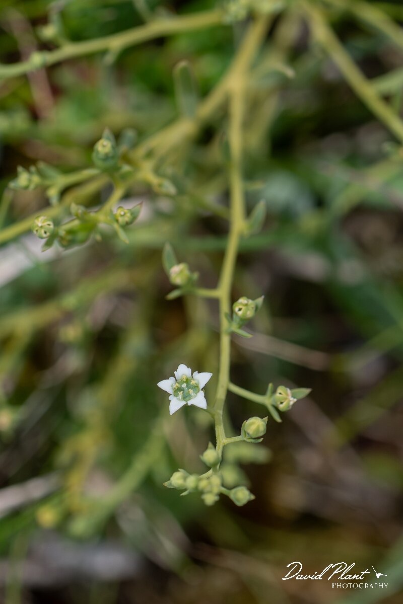 David Plant Photography - Wildlife Photography - Bastard toadflax - D.jpg - Bastard toadflax, Thesium humifusum - Wiltshire