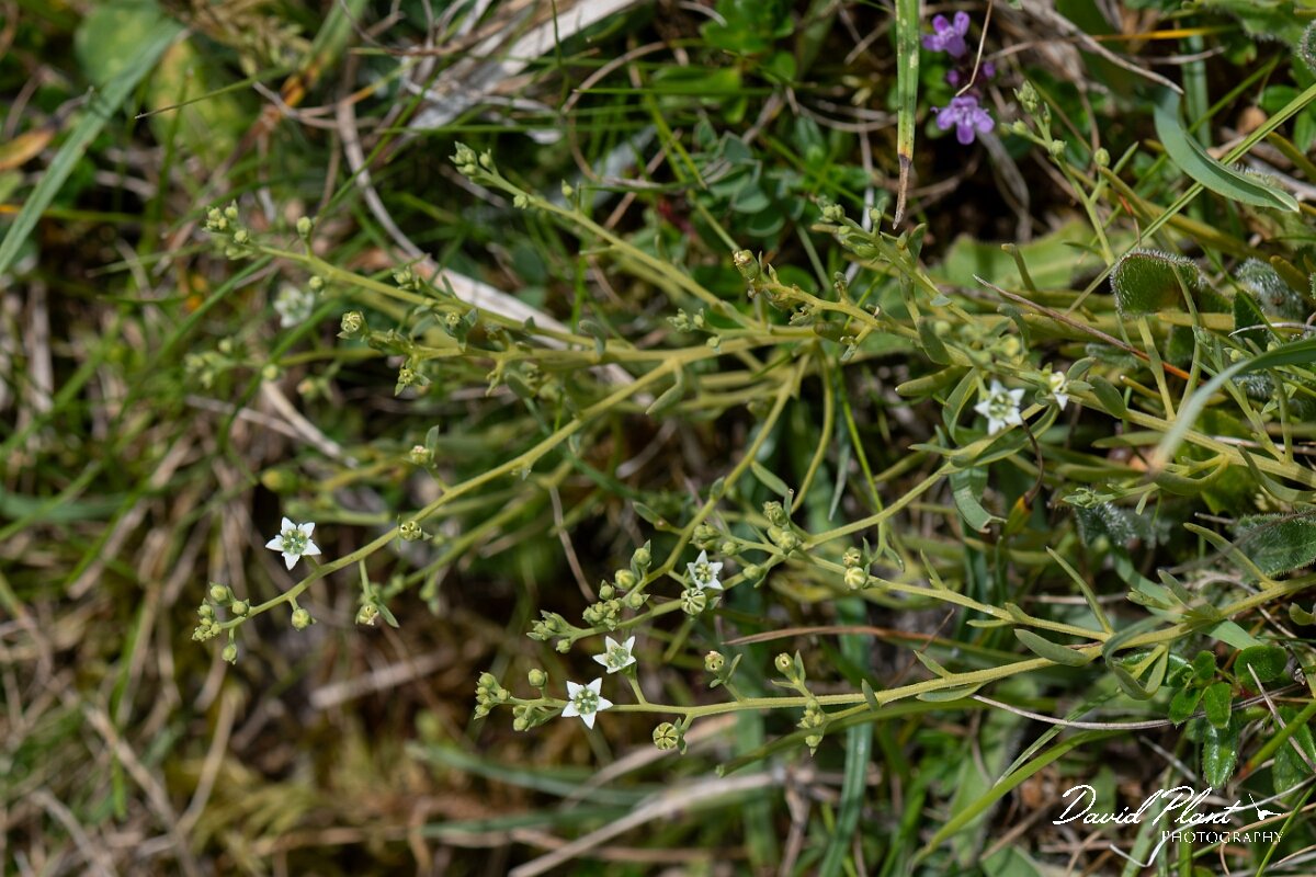 David Plant Photography - Wildlife Photography - Bastard toadflax - E.jpg - Bastard toadflax, Thesium humifusum - Wiltshire
