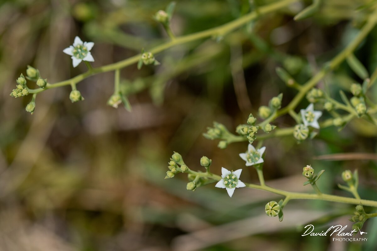 David Plant Photography - Wildlife Photography - Bastard toadflax - F.jpg - Bastard toadflax, Thesium humifusum - Wiltshire