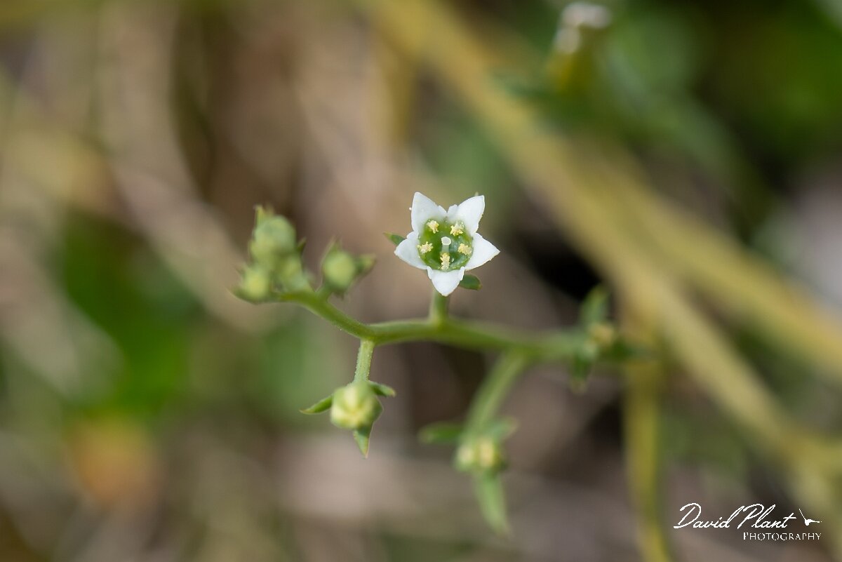David Plant Photography - Wildlife Photography - Bastard toadflax - G.jpg - Bastard toadflax, Thesium humifusum - Wiltshire