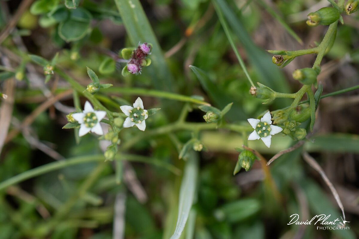 David Plant Photography - Wildlife Photography - Bastard toadflax - H.jpg - Bastard toadflax, Thesium humifusum - Wiltshire