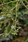 David Plant Photography - Wildlife Photography - Bastard toadflax - D