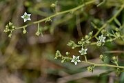 David Plant Photography - Wildlife Photography - Bastard toadflax - F