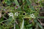 David Plant Photography - Wildlife Photography - Bastard toadflax - H