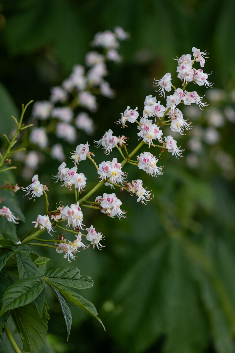 David Plant Photography - Wildlife Photography - Horse chestnut - A.jpg - Horse chesnut, Aesculus hippocastanum, flower spike - North Somerset
