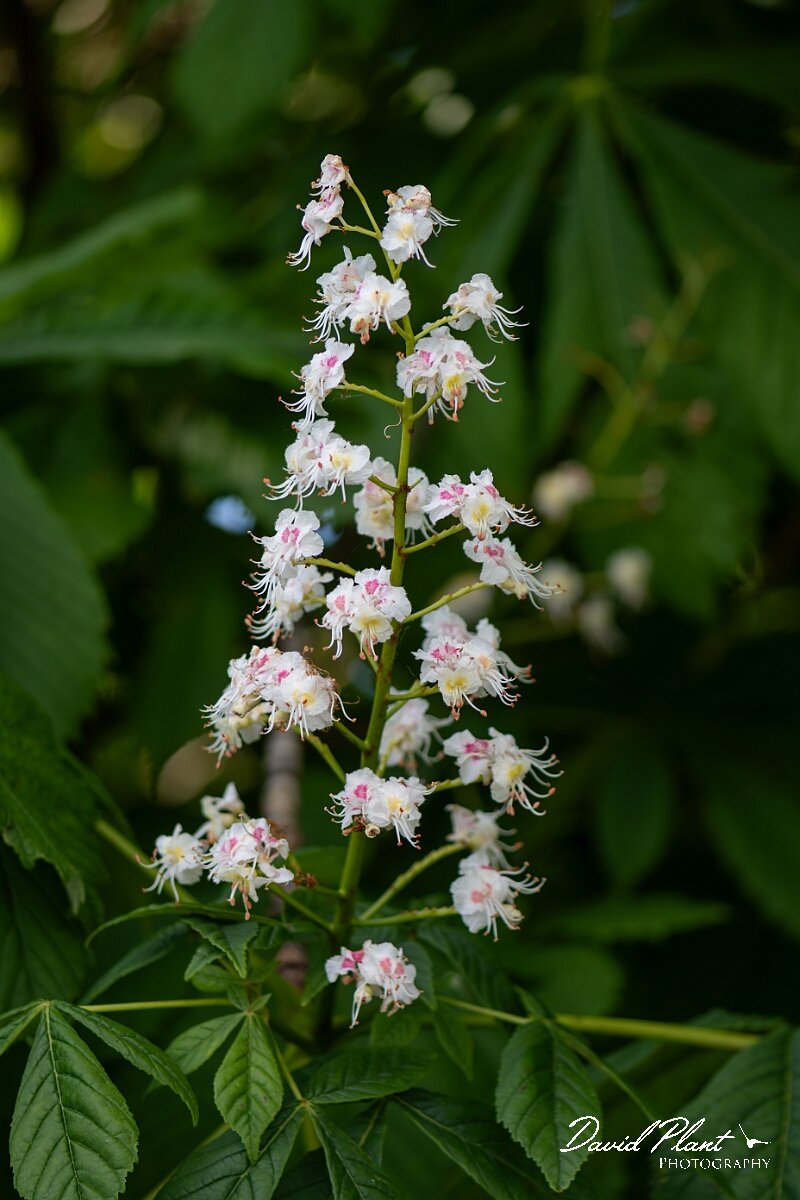 David Plant Photography - Wildlife Photography - Horse chestnut - B.jpg - Horse chesnut, Aesculus hippocastanum, flower spike - North Somerset
