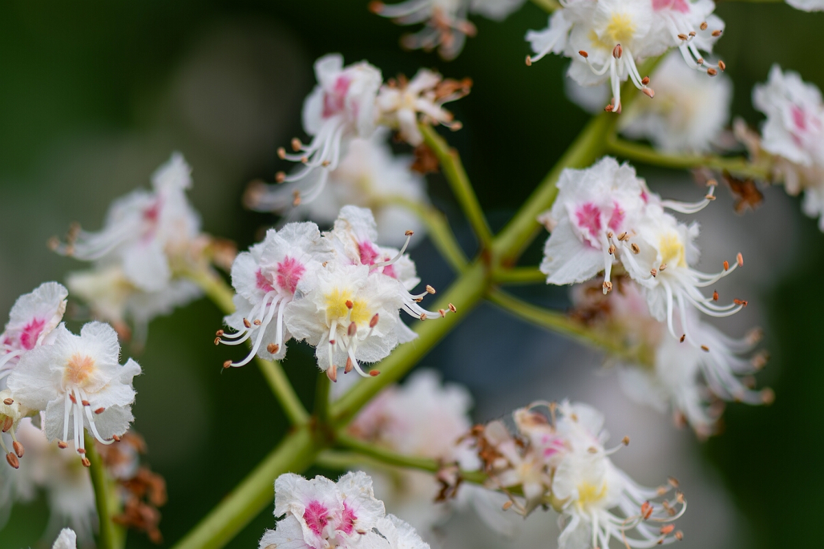 David Plant Photography - Wildlife Photography - Horse chestnut - C.jpg - Horse chesnut, Aesculus hippocastanum, flower - North Somerset