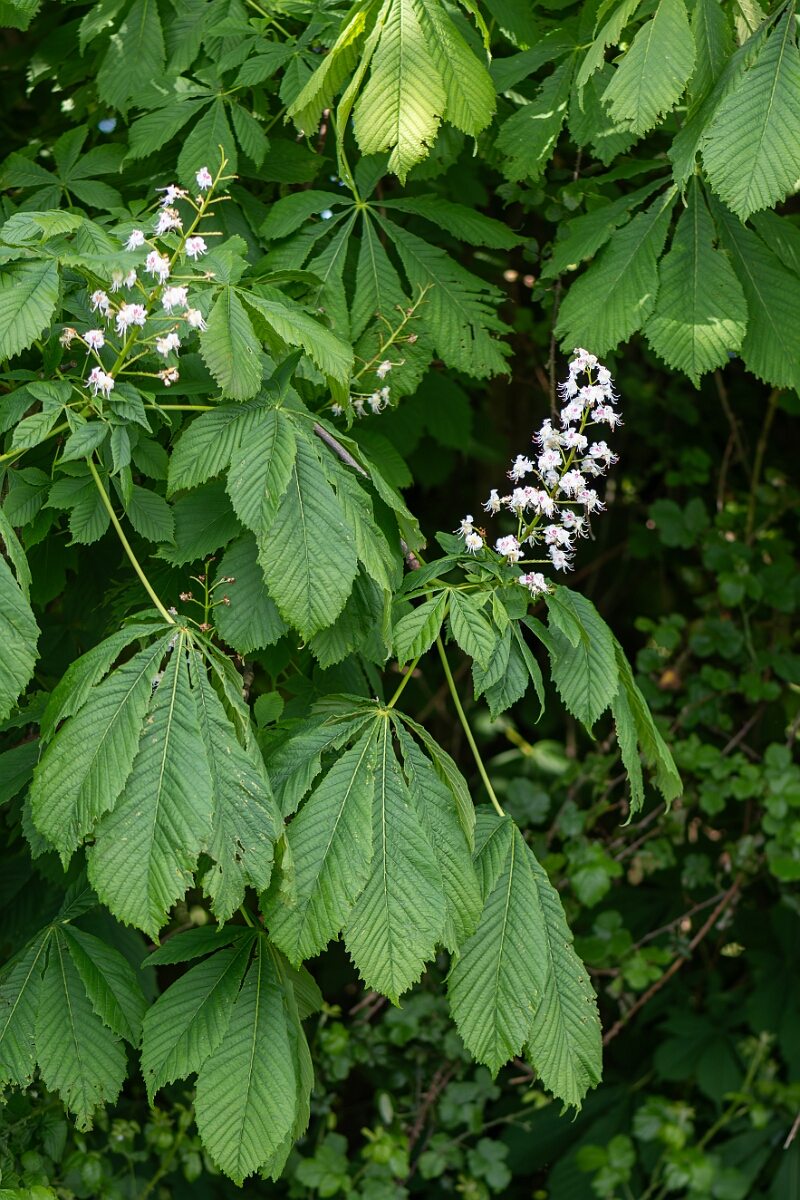 David Plant Photography - Wildlife Photography - Horse chestnut - D.jpg - Horse chesnut, Aesculus hippocastanum - North Somerset