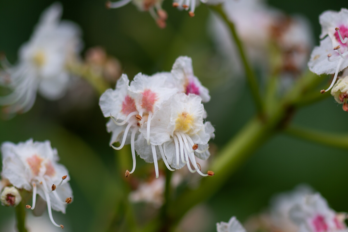 David Plant Photography - Wildlife Photography - Horse chestnut - E.jpg - Horse chesnut, Aesculus hippocastanum, flower - North Somerset