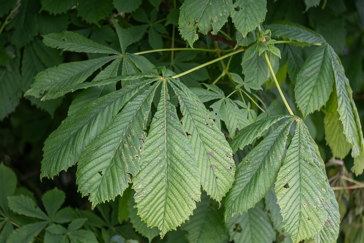 David Plant Photography - Wildlife Photography - Horse chestnut - F.jpg - Horse chesnut, Aesculus hippocastanum, leaves - North Somerset