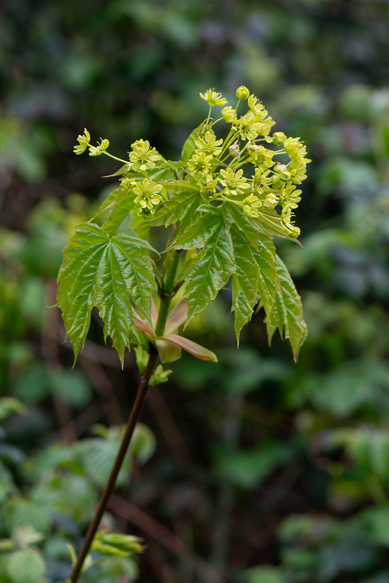 David Plant Photography - Wildlife Photography - Norway maple - A.jpg - Norway maple, , Acer platanoides, flowers - Avon