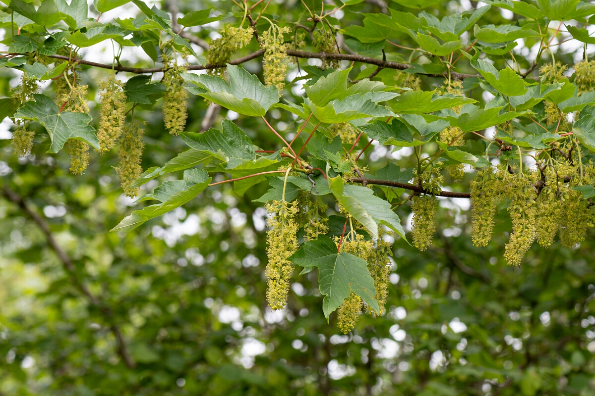 David Plant Photography - Wildlife Photography - Sycamore - A.jpg - Sycamore, Acer pseudoplatanus, flowers - North Somerset
