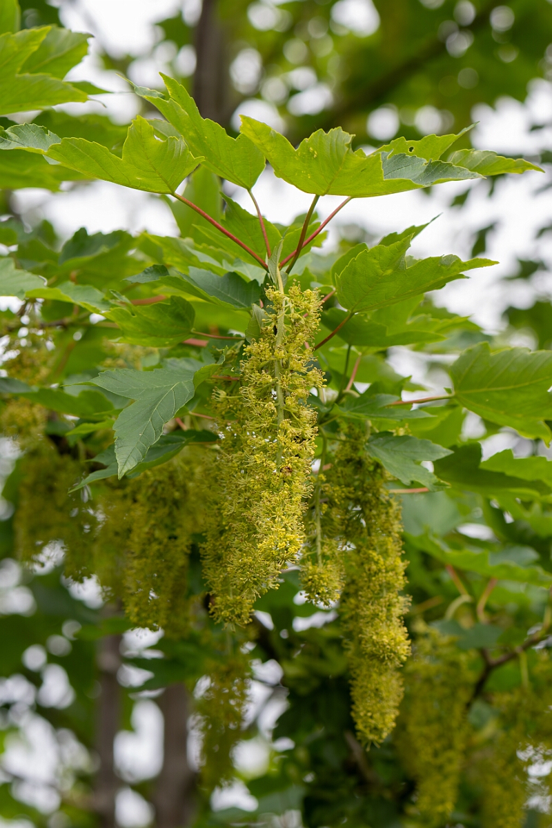 David Plant Photography - Wildlife Photography - Sycamore - B.jpg - Sycamore, Acer pseudoplatanus, flowers - North Somerset