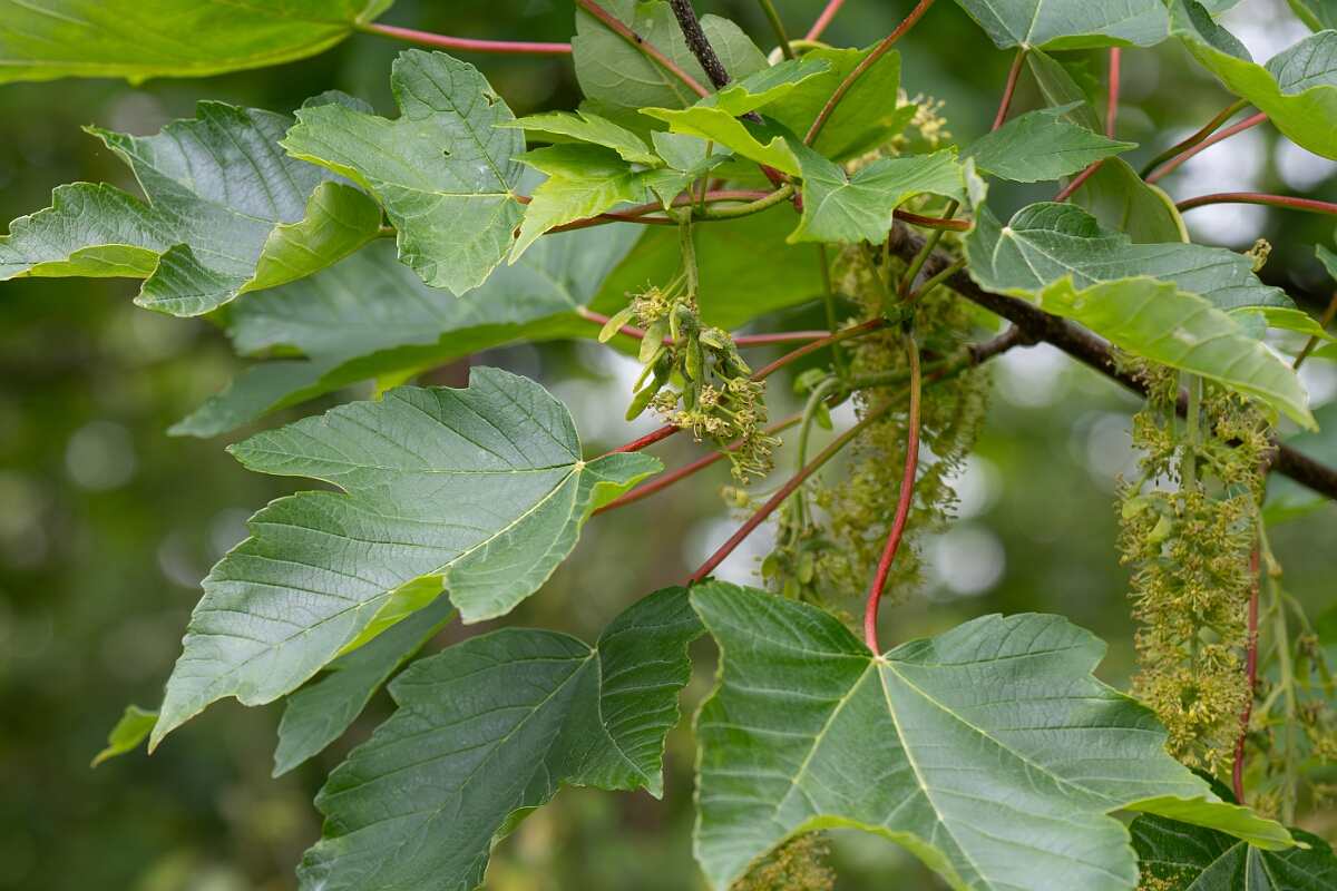 David Plant Photography - Wildlife Photography - Sycamore - C.jpg - Sycamore, Acer pseudoplatanus, flowers - North Somerset