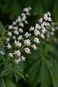 David Plant Photography - Wildlife Photography - Horse chestnut - A
