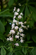 David Plant Photography - Wildlife Photography - Horse chestnut - B