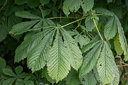 David Plant Photography - Wildlife Photography - Horse chestnut - F