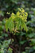 David Plant Photography - Wildlife Photography - Norway maple - A