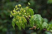 David Plant Photography - Wildlife Photography - Norway maple - B