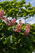 David Plant Photography - Wildlife Photography - Red horsechestnut - A