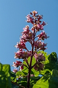 David Plant Photography - Wildlife Photography - Red horsechestnut - B