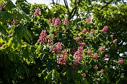 David Plant Photography - Wildlife Photography - Red horsechestnut - C