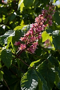 David Plant Photography - Wildlife Photography - Red horsechestnut - D
