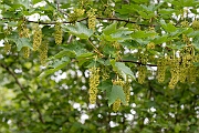 David Plant Photography - Wildlife Photography - Sycamore - A