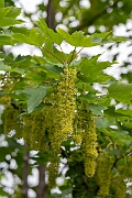 David Plant Photography - Wildlife Photography - Sycamore - B