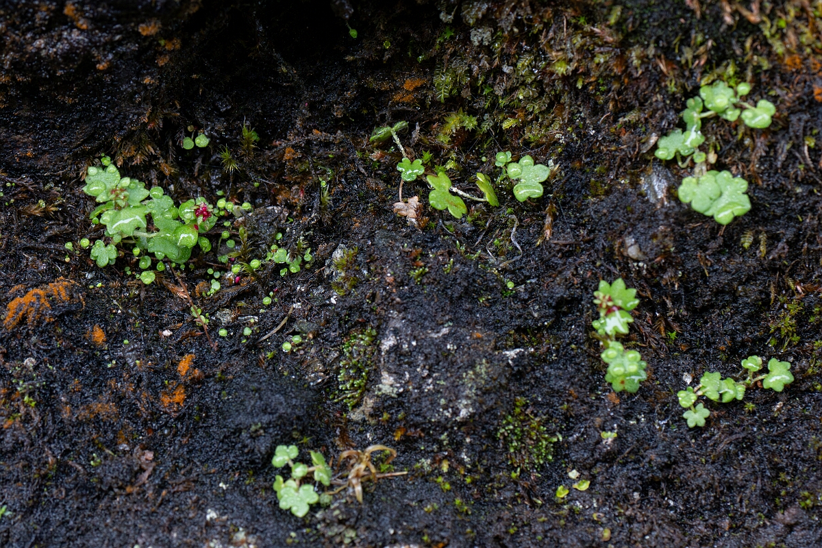 David Plant Photography - Wildlife Photography - Drooping saxifrage - H.jpg - Drooping saxifrage - Perthshire