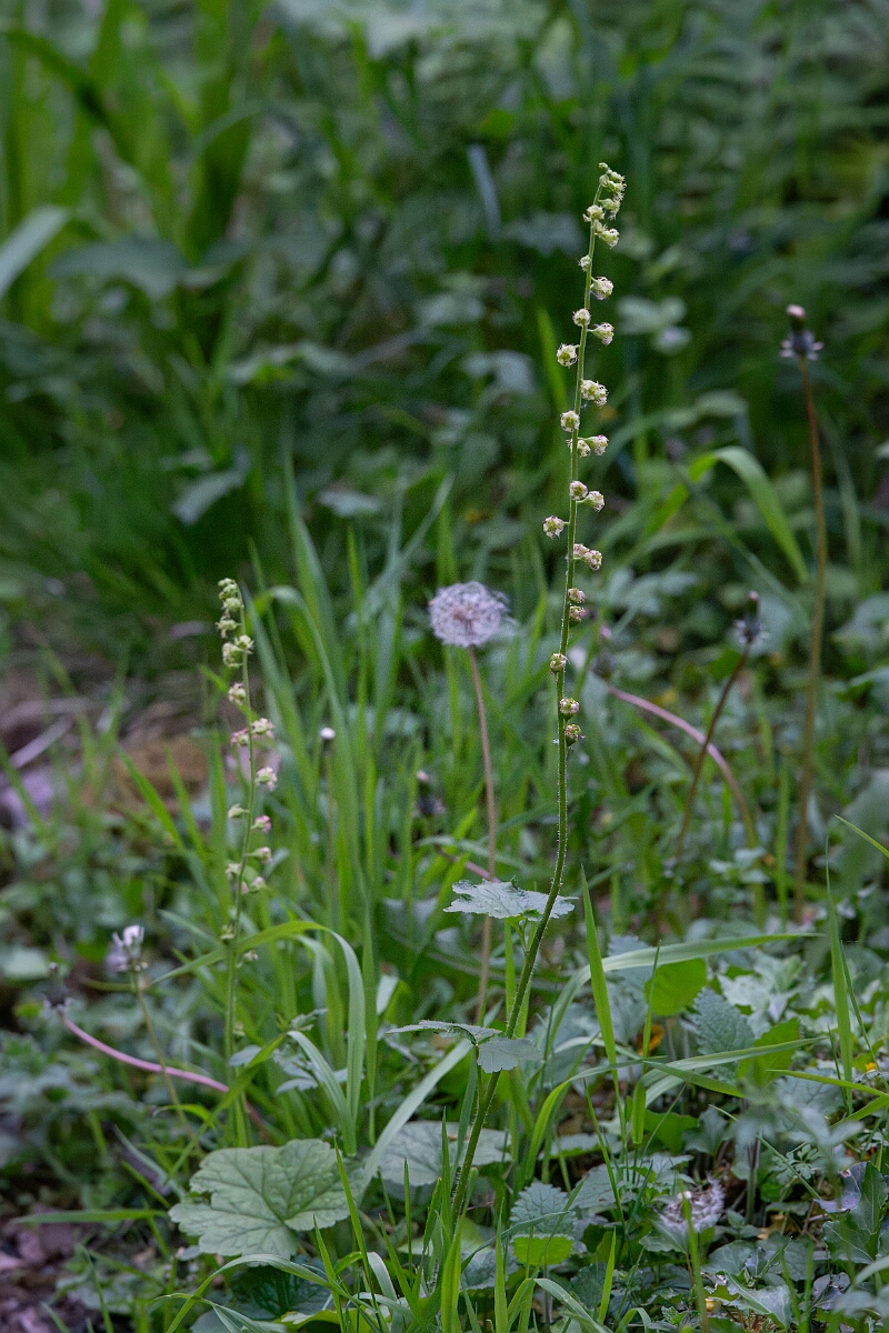David Plant Photography - Wildlife Photography - Fringe cups - A.jpg - Fringe cups - Gwynedd