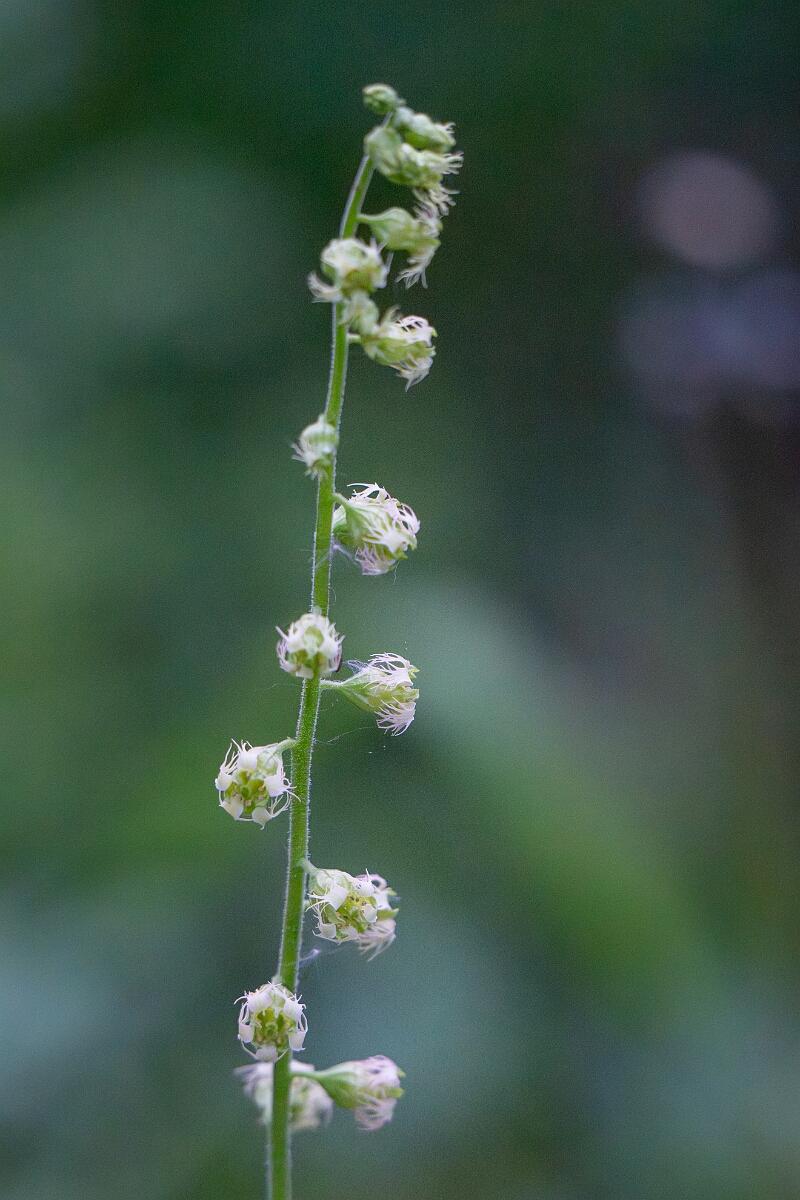 David Plant Photography - Wildlife Photography - Fringe cups - C.jpg - Fringe cups - Gwynedd