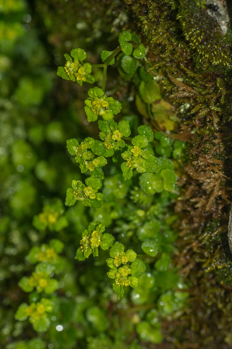 David Plant Photography - Wildlife Photography - Opposite-leaved golden-saxifrage - B.jpg - Opposite-leaved golden-saxifrage - Perthshire