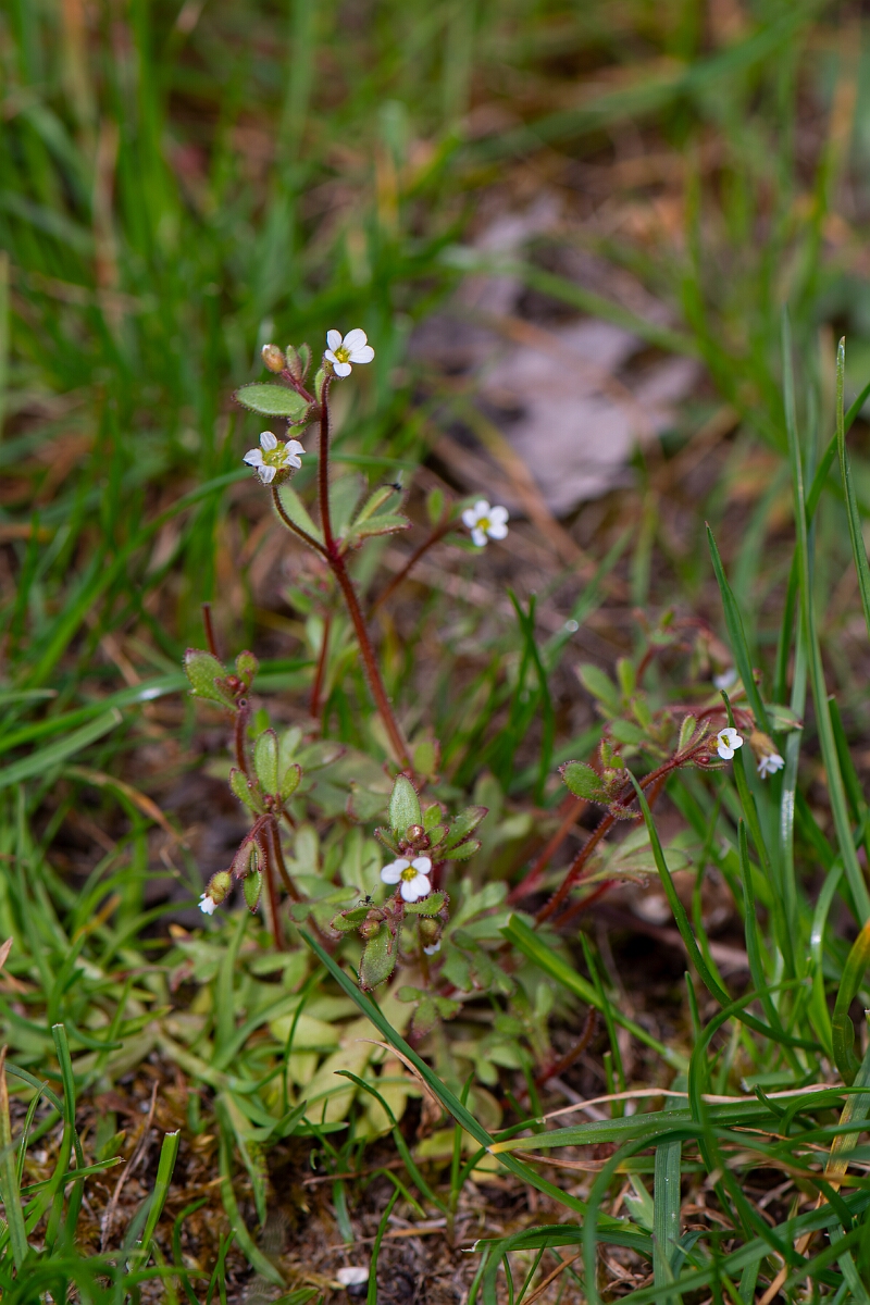 David Plant Photography - Wildlife Photography - Rue-leaved saxifrage - D.jpg