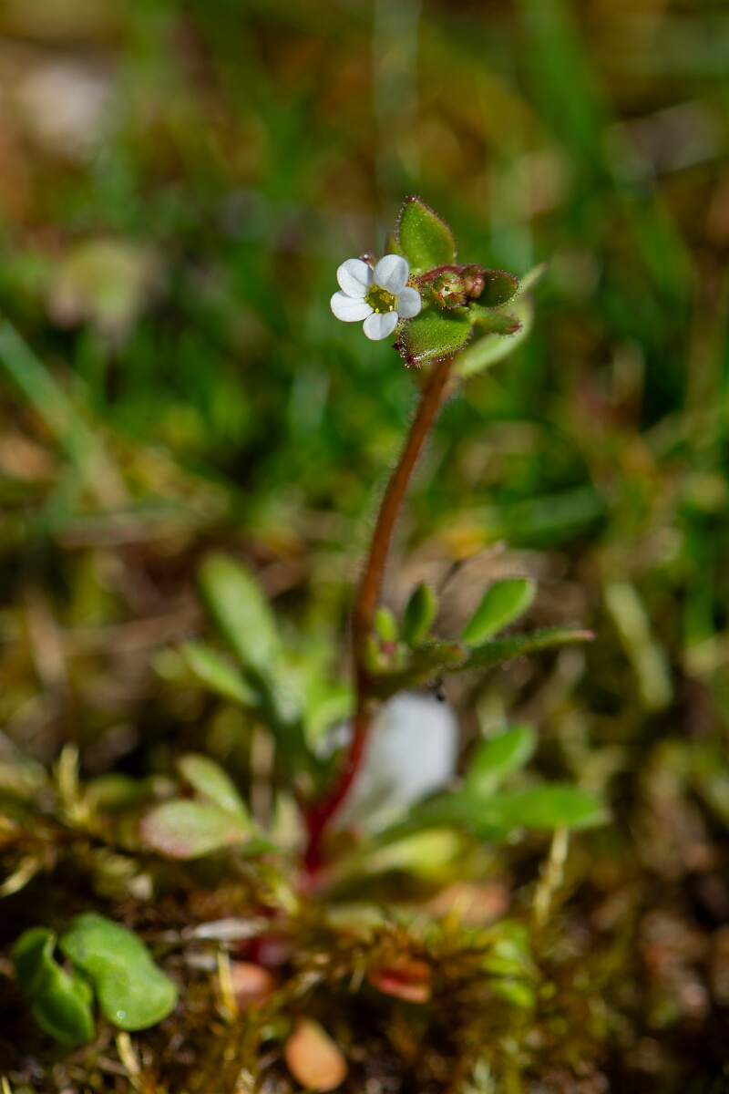 David Plant Photography - Wildlife Photography - Rue-leaved saxifrage - E.jpg