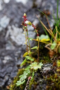 David Plant Photography - Wildlife Photography - Drooping saxifrage - G