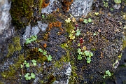 David Plant Photography - Wildlife Photography - Drooping saxifrage - K