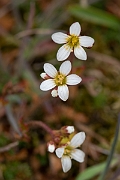 David Plant Photography - Wildlife Photography - Meadow saxifrage - D