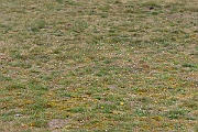 David Plant Photography - Wildlife Photography - Meadow saxifrage - F