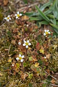 David Plant Photography - Wildlife Photography - Meadow saxifrage - G