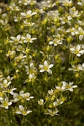 David Plant Photography - Wildlife Photography - Mossy saxifrage - C