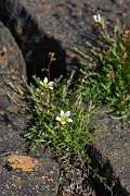 David Plant Photography - Wildlife Photography - Mossy saxifrage - G