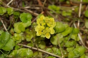 David Plant Photography - Wildlife Photography - Opposite-leaved golden-saxifrage - A