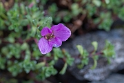 David Plant Photography - Wildlife Photography - Purple saxifrage - C