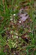 David Plant Photography - Wildlife Photography - Rue-leaved saxifrage - D