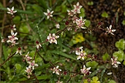 David Plant Photography - Wildlife Photography - Starry saxifrage - E
