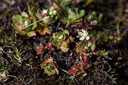 David Plant Photography - Wildlife Photography - Starry saxifrage - K